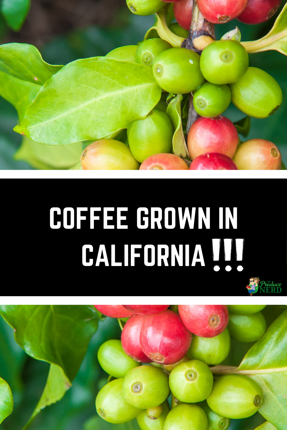 You are currently viewing Coffee Grown in California