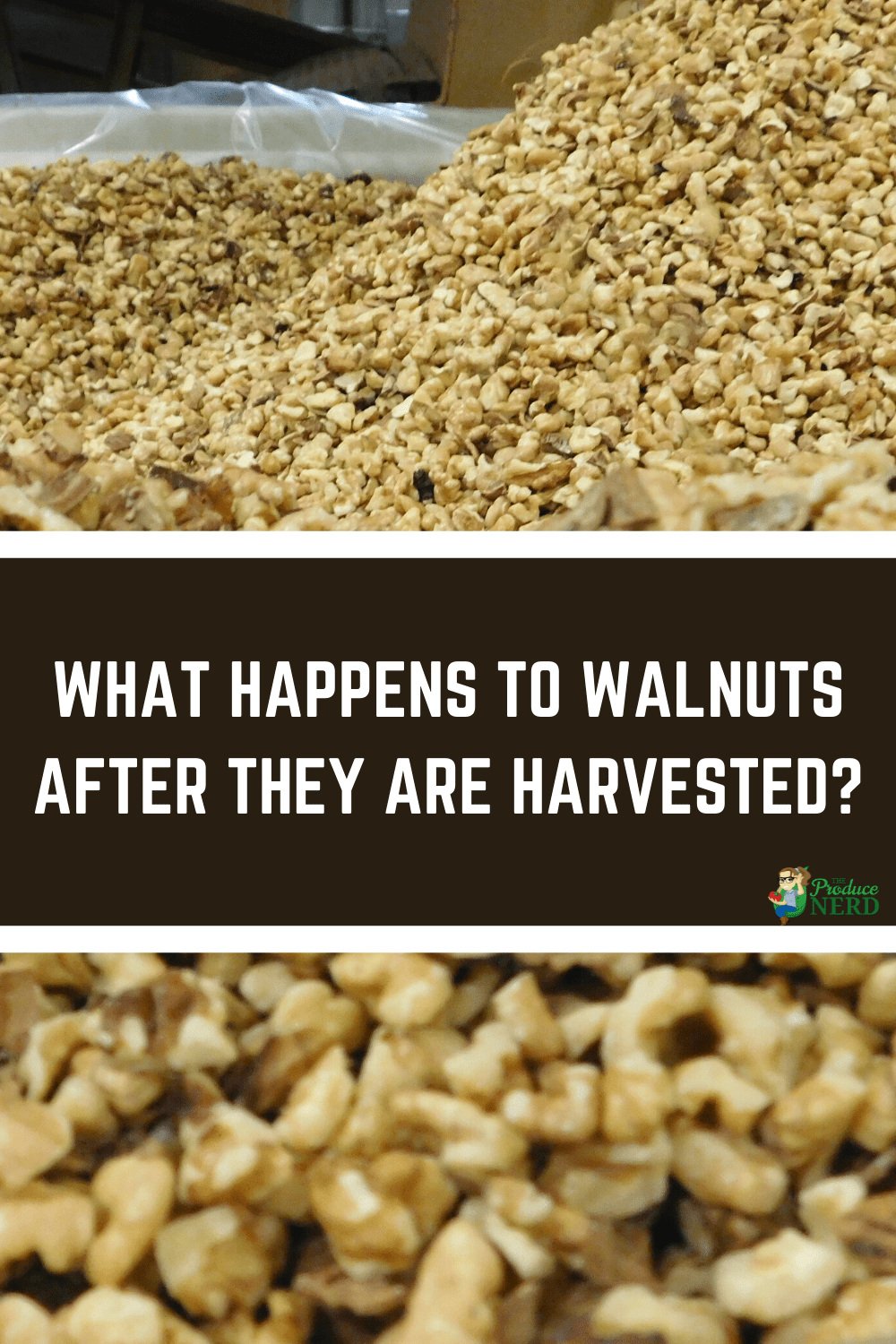 You are currently viewing Walnut Processing: From Hulling To Packing