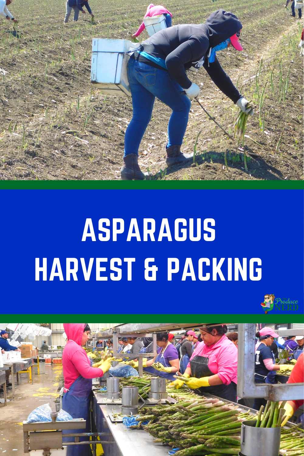 You are currently viewing How Asparagus is Grown, Harvested & Packed