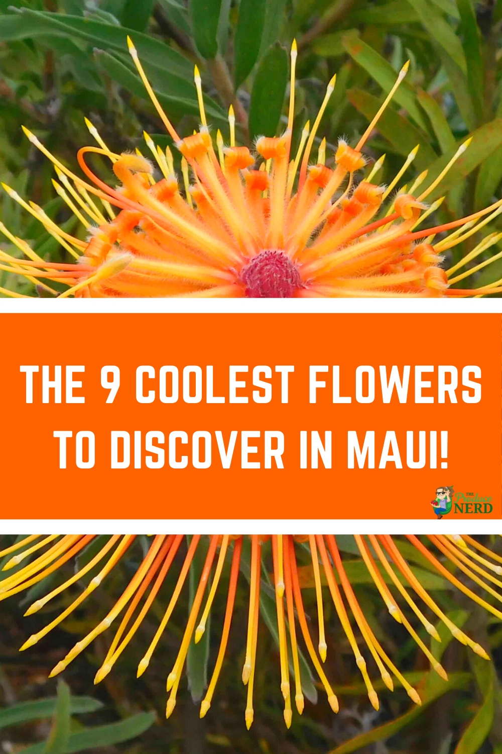 You are currently viewing Flowers in Hawaii: The 9 Coolest Flowers to Discover in Maui