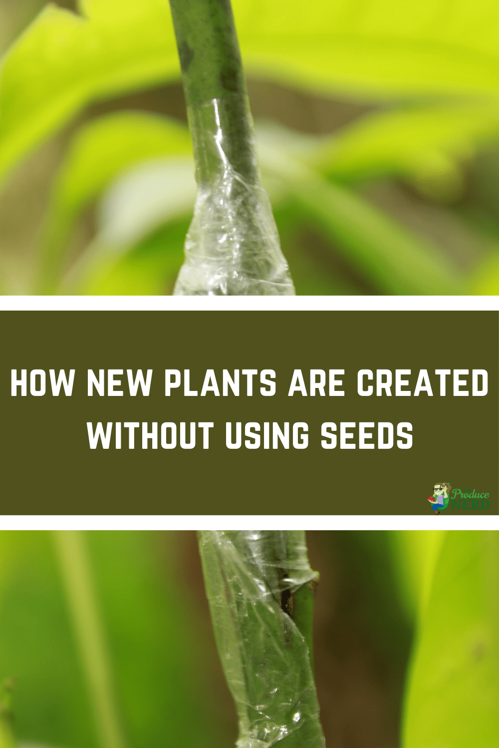 You are currently viewing Asexual Propagation: Cuttings, Grafting & Micropropagation