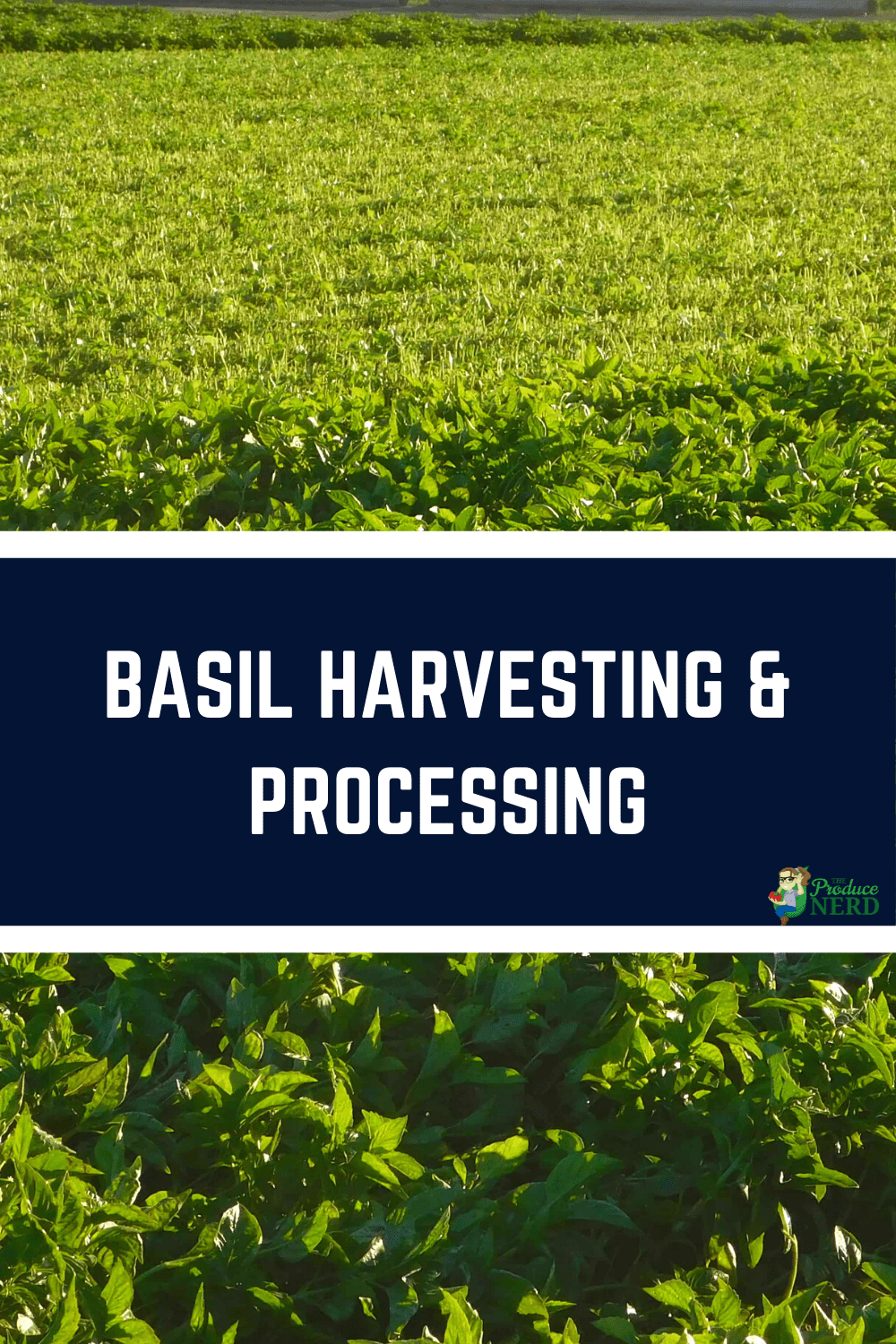 You are currently viewing Basil Harvesting & Processing