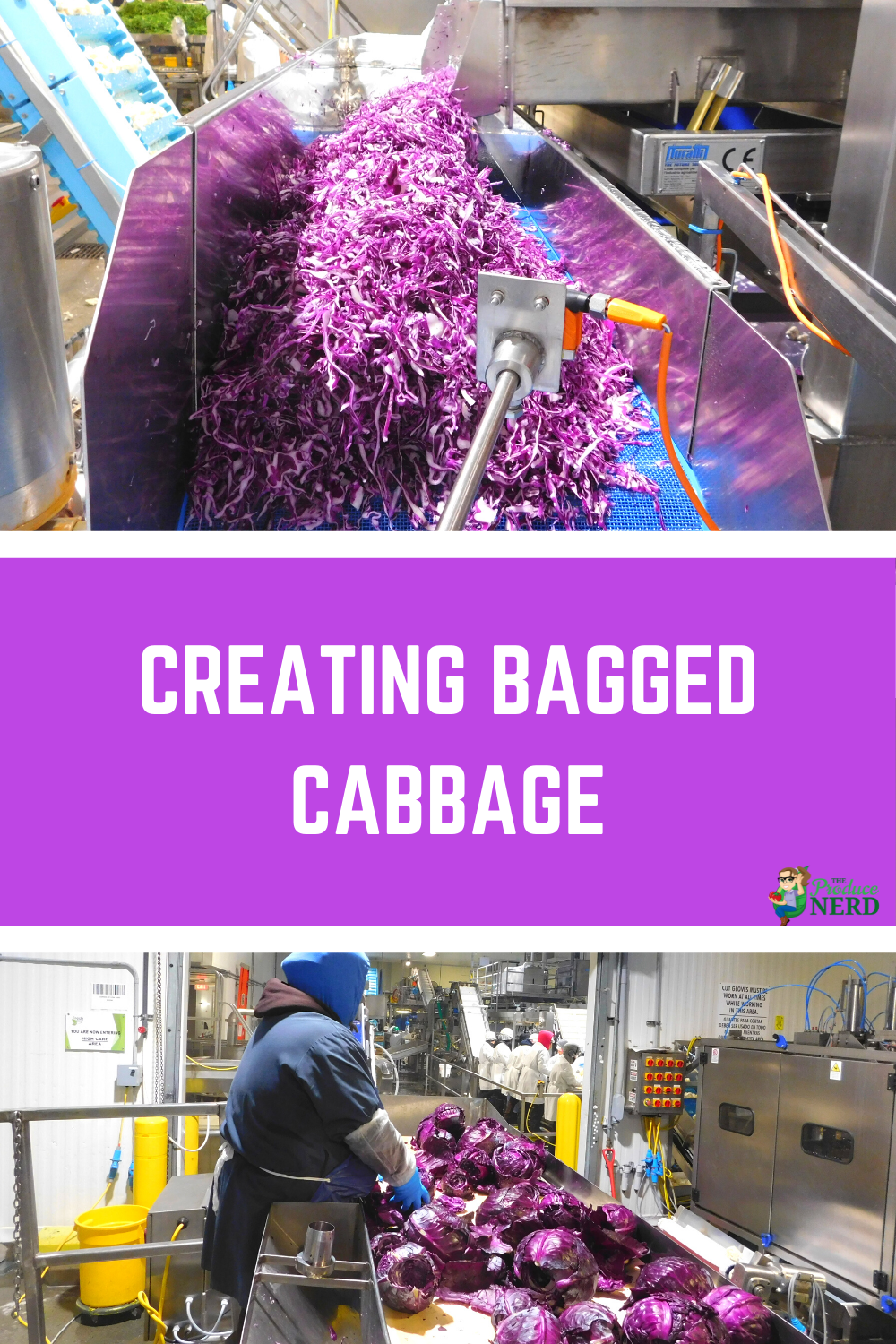 You are currently viewing Cabbage Processing: Creating Bagged Cabbage