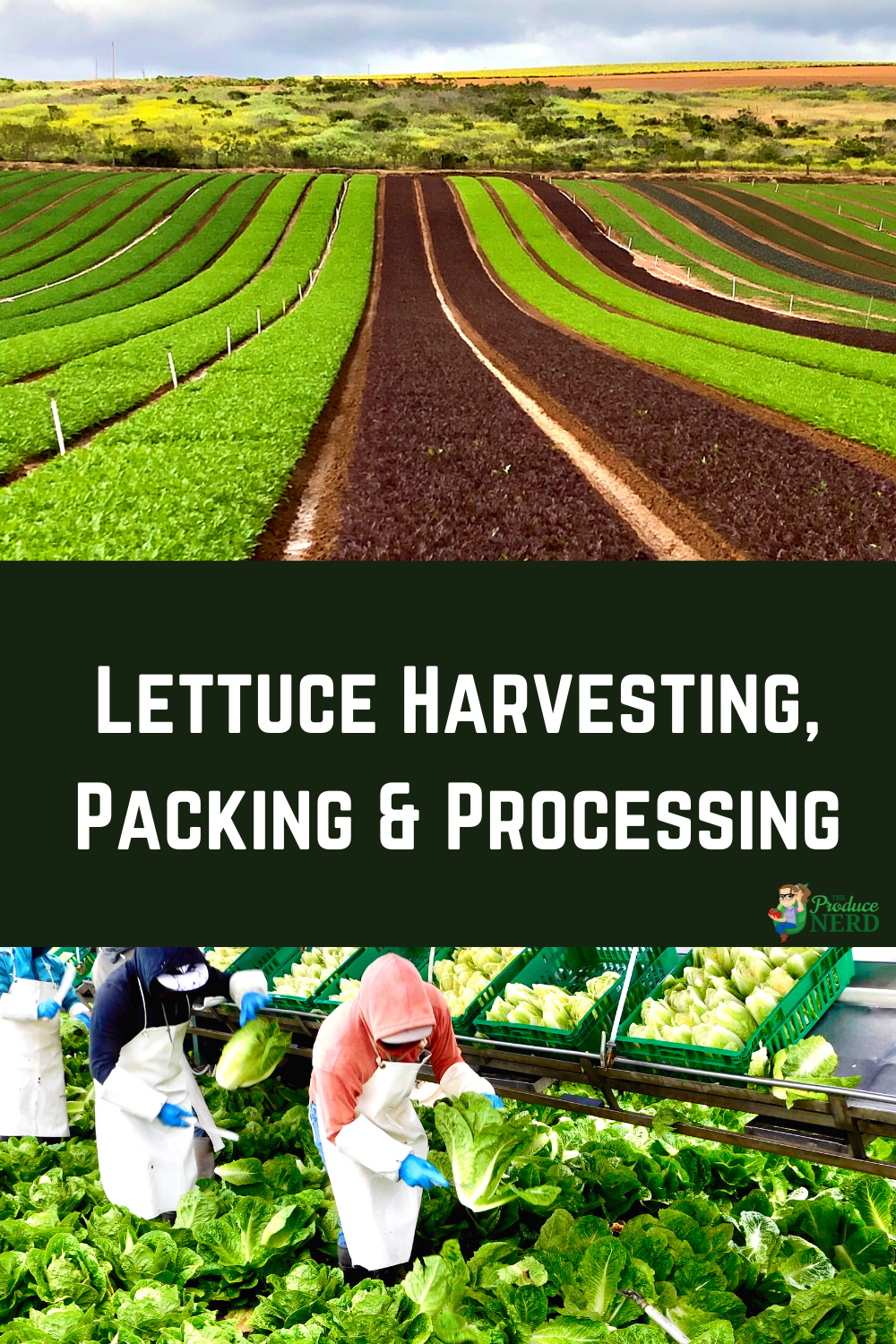 You are currently viewing Commercial Lettuce Harvesting, Packing & Processing