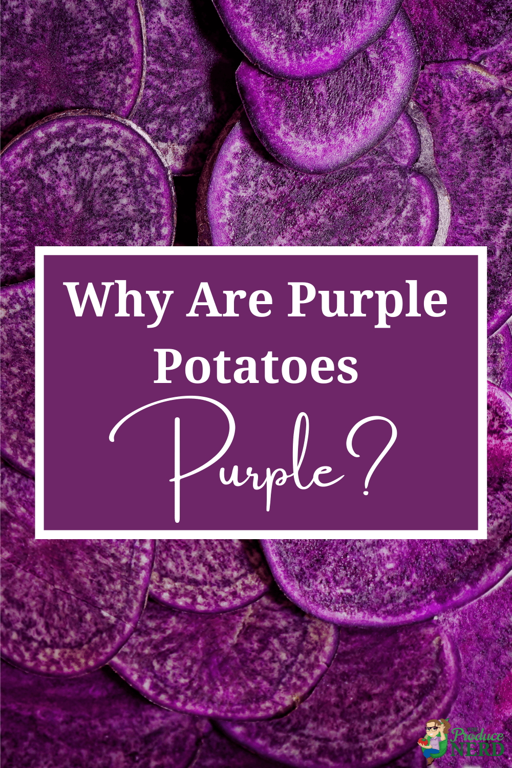 You are currently viewing What is a Purple Potato & Why Are They Purple?