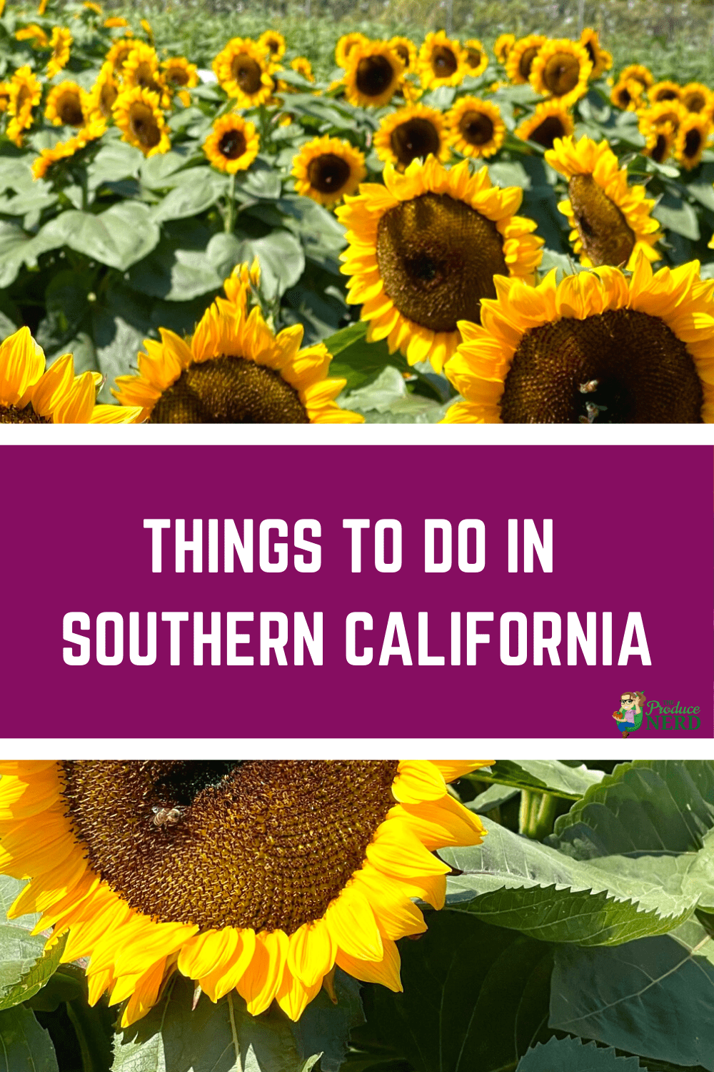 You are currently viewing Things to do in Southern California