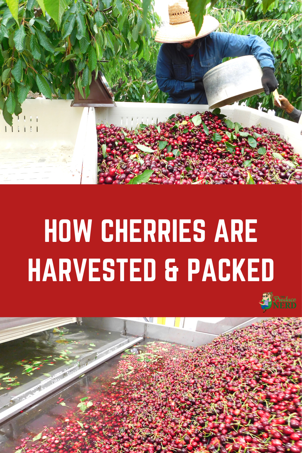 You are currently viewing How Cherries are Grown, Harvested & Packed