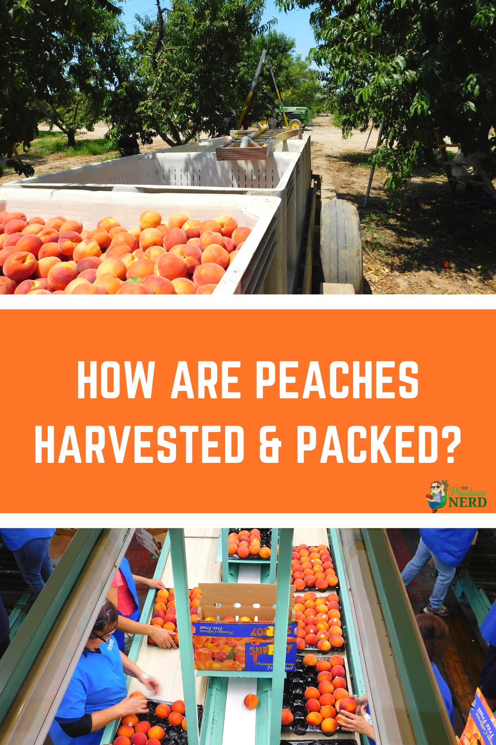 You are currently viewing How Peaches are Grown, Harvested & Packed