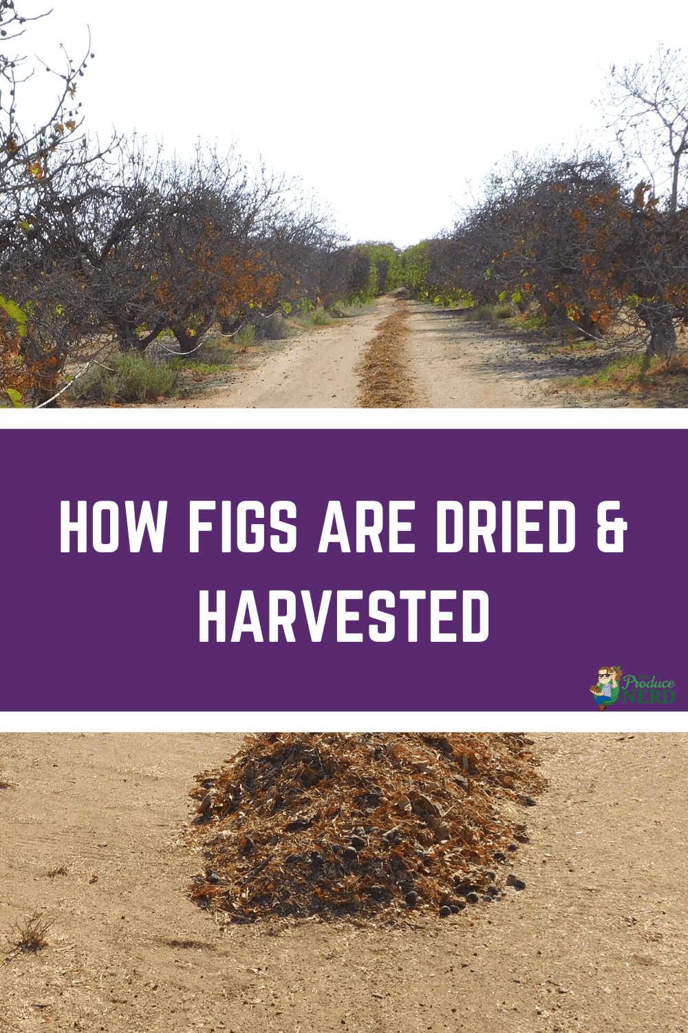 You are currently viewing How Figs are Dried, Harvested & Packed in California