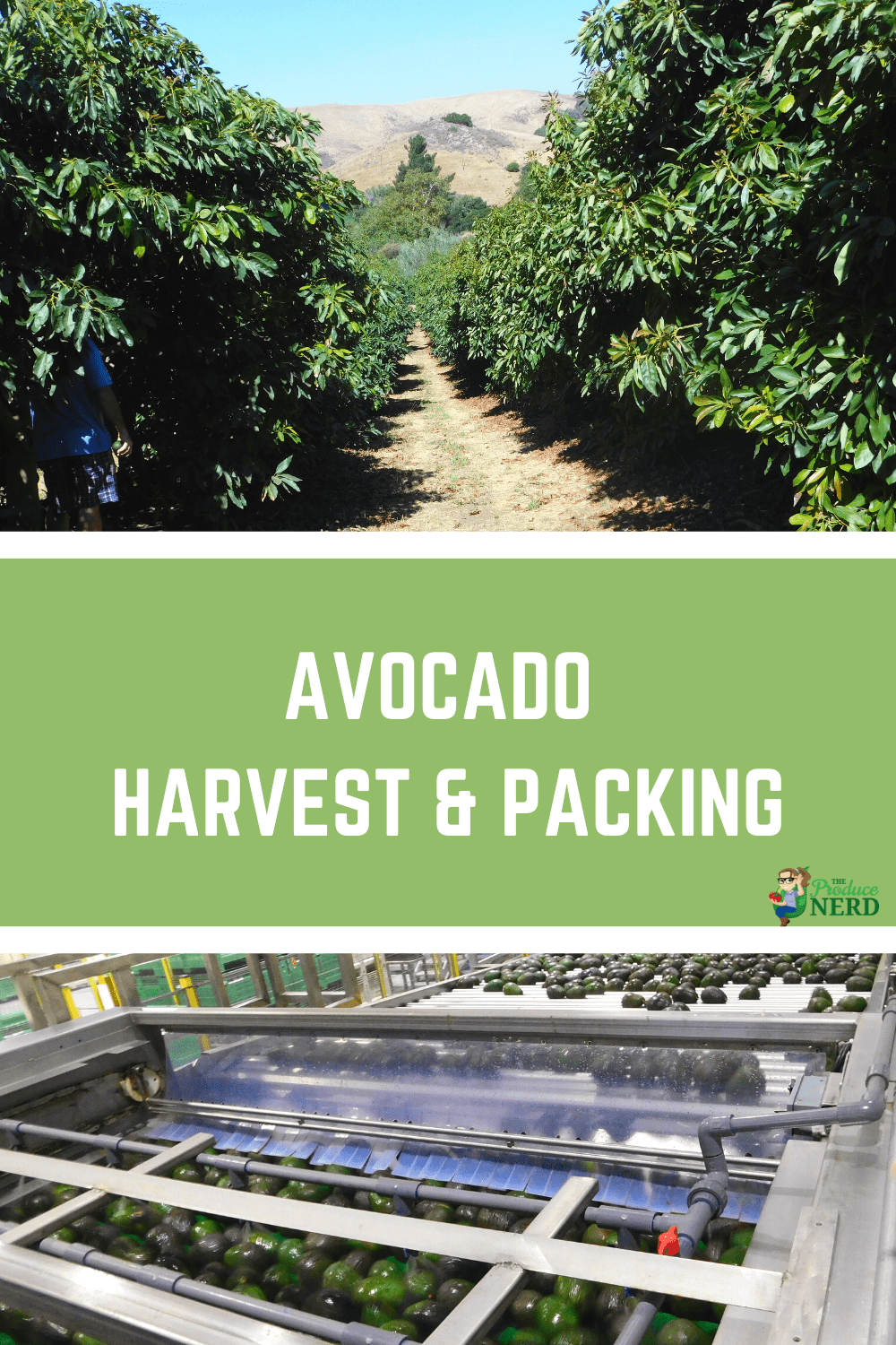 You are currently viewing How Avocados are Grown, Harvested & Packed