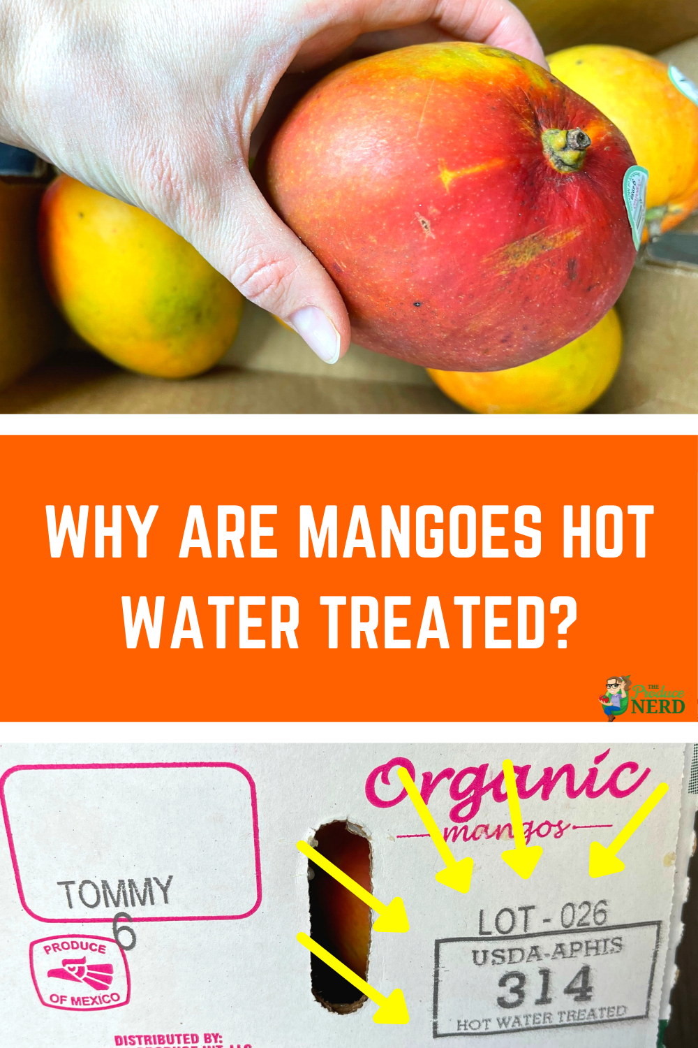 You are currently viewing Why Are Mangoes Hot Water Treated?