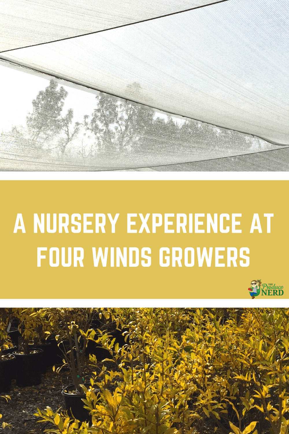 You are currently viewing A Fruit Tree Nursery Experience at Four Winds Growers