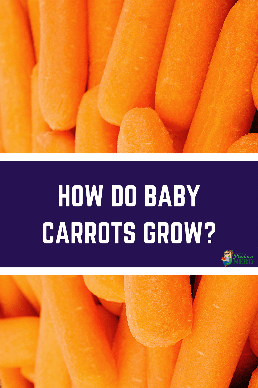 You are currently viewing How are Baby Carrots Grown & How They Changed the Carrot Industry