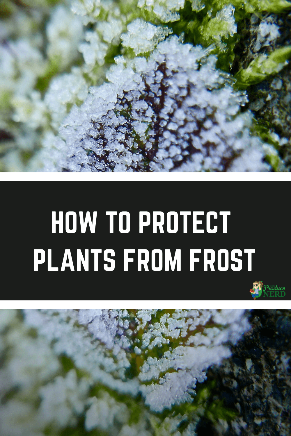 You are currently viewing How to Protect Plants from Frost Damage