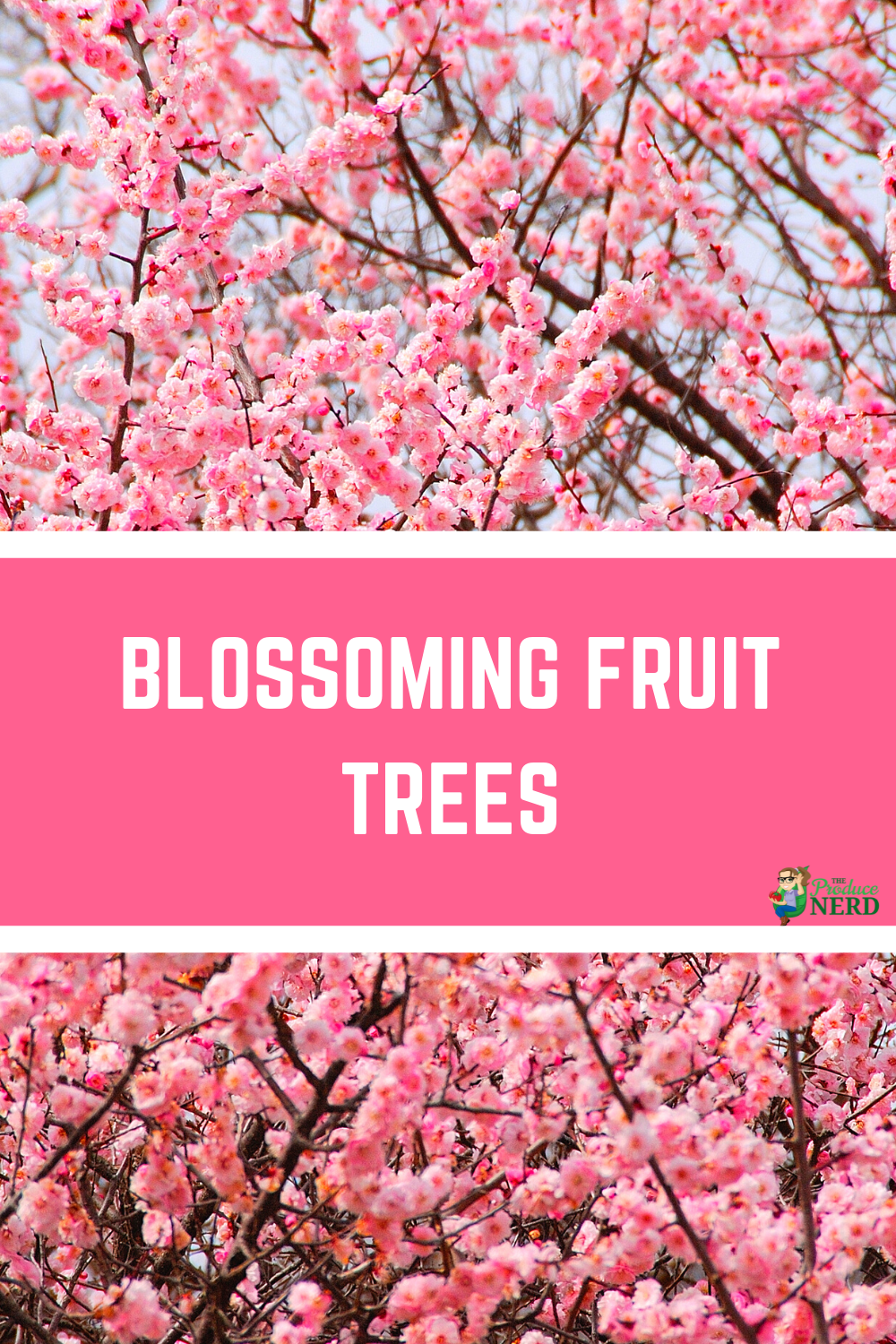 You are currently viewing Fruit Trees in Bloom