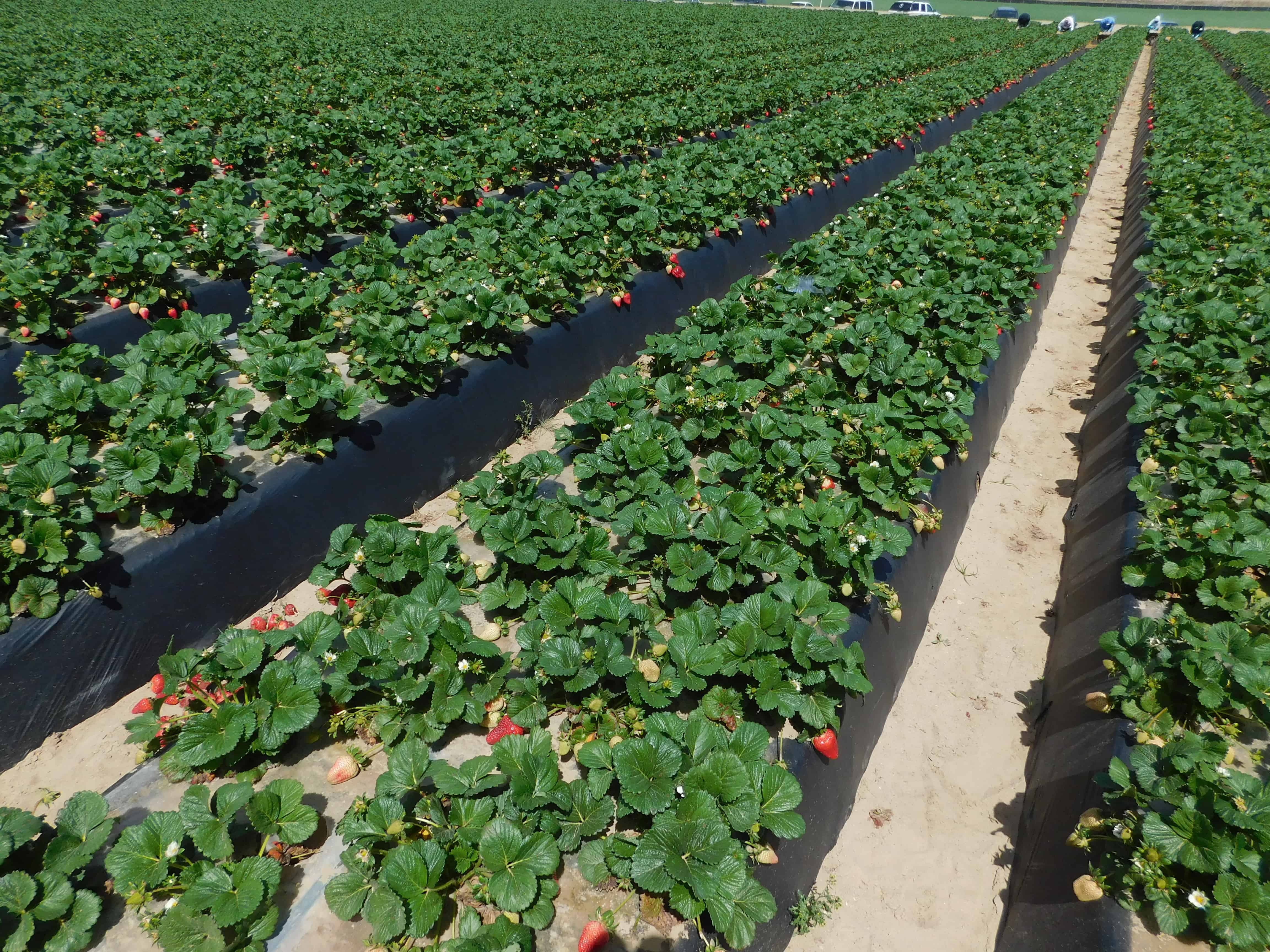 You are currently viewing How Strawberries Are Grown, Harvested & Packed in California