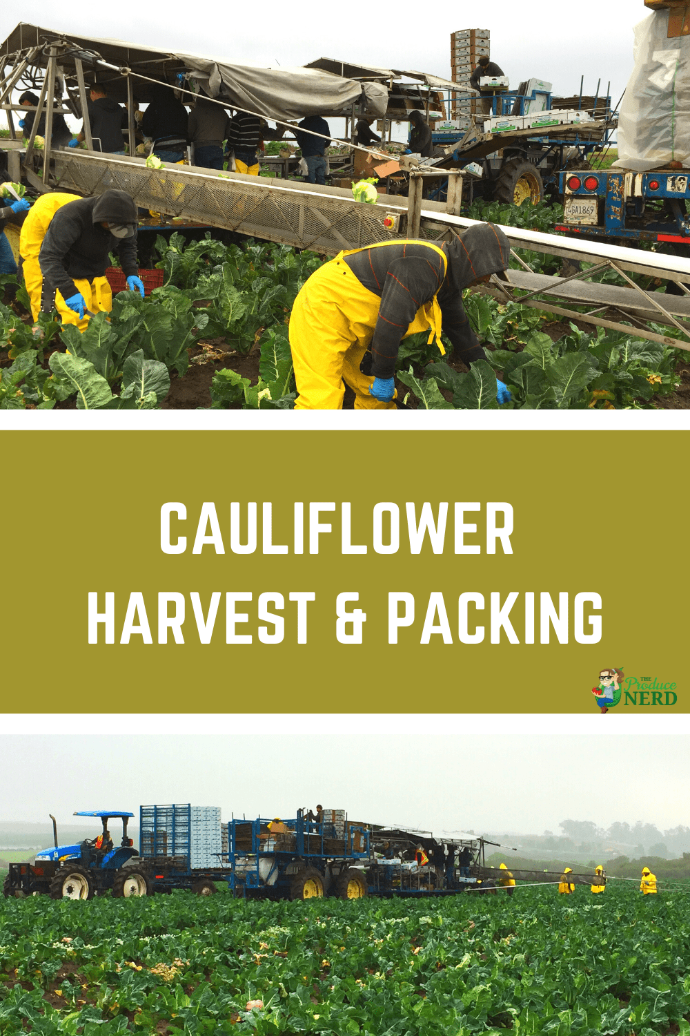You are currently viewing How is Cauliflower Harvested & Packed