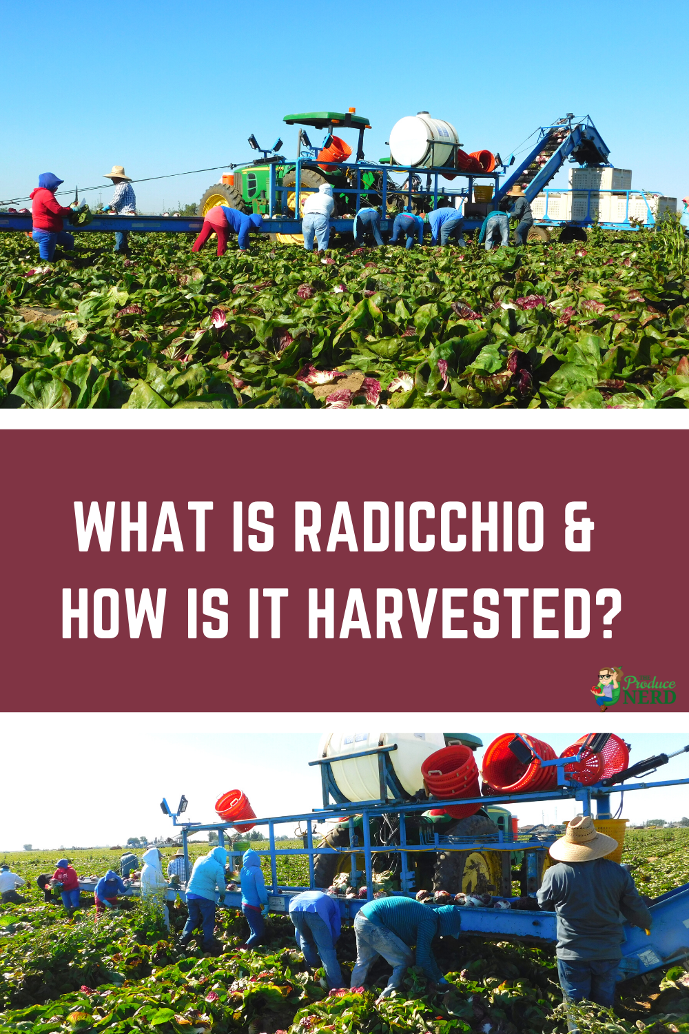 You are currently viewing How is Radicchio Harvested