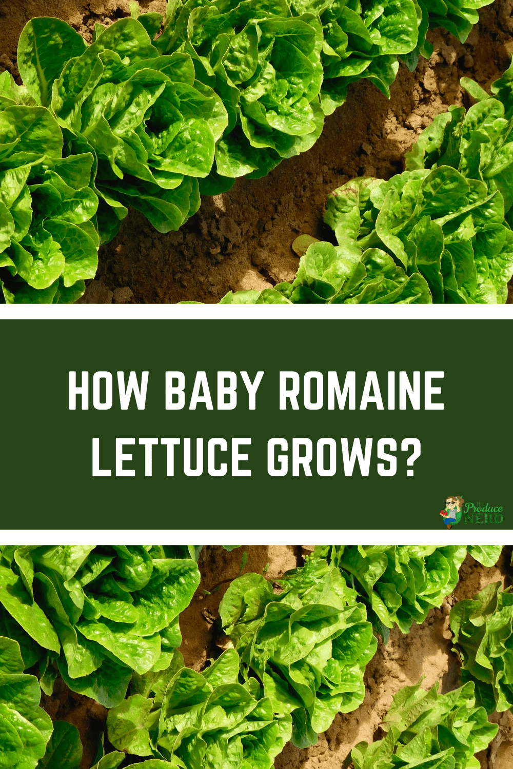 You are currently viewing Baby Romaine Lettuce Harvesting & Packing