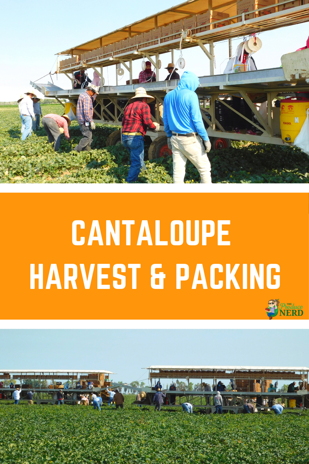 You are currently viewing How Cantaloupes are Grown, Harvested & Packed in California