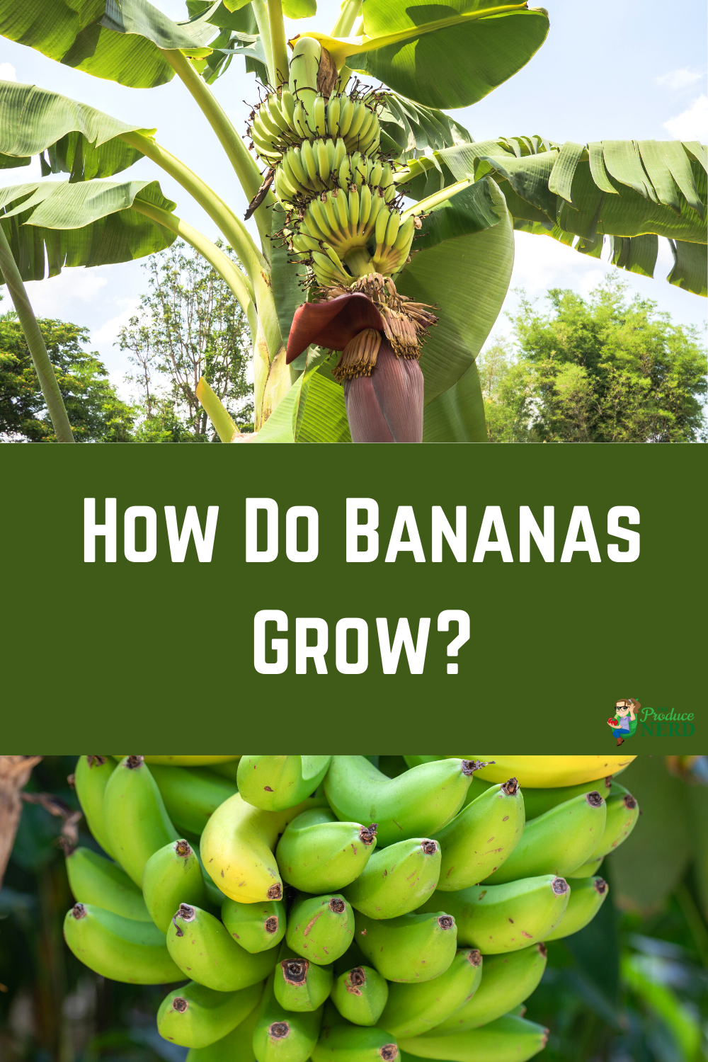 You are currently viewing How Do Bananas Grow?