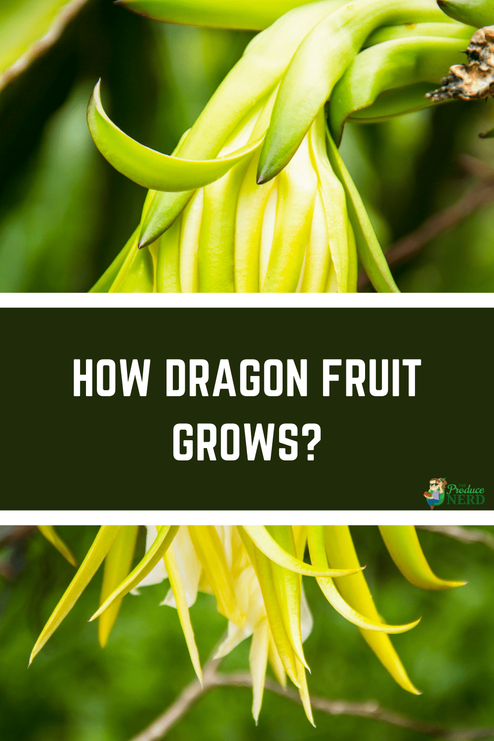 You are currently viewing How Does Dragon Fruit Grow?