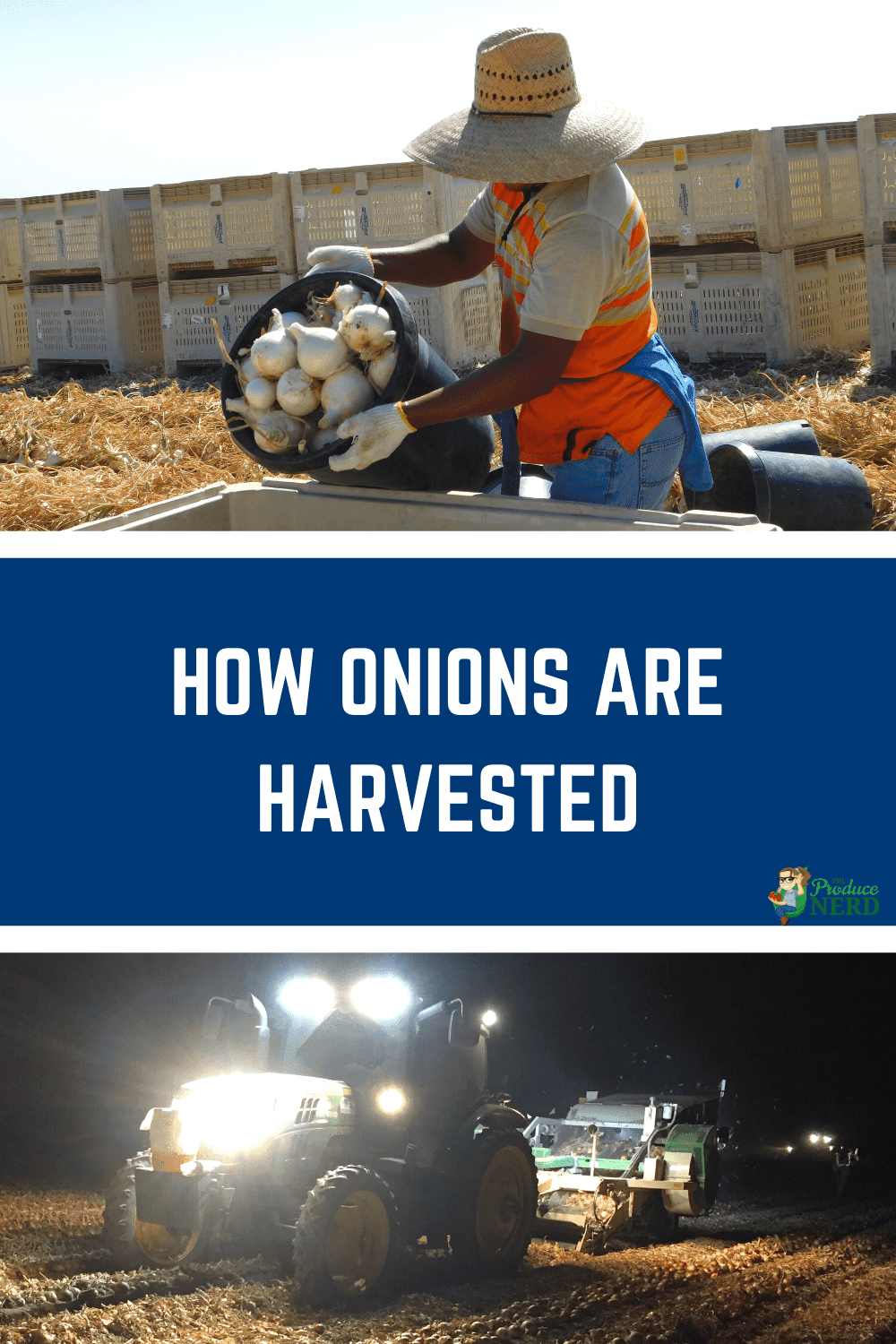 You are currently viewing Commercial Onion Harvesting & Packing in California