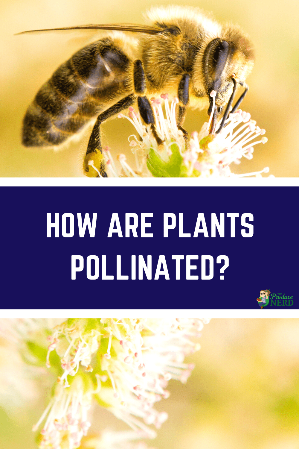 You are currently viewing Sexual Propagation: How Plants are Pollinated