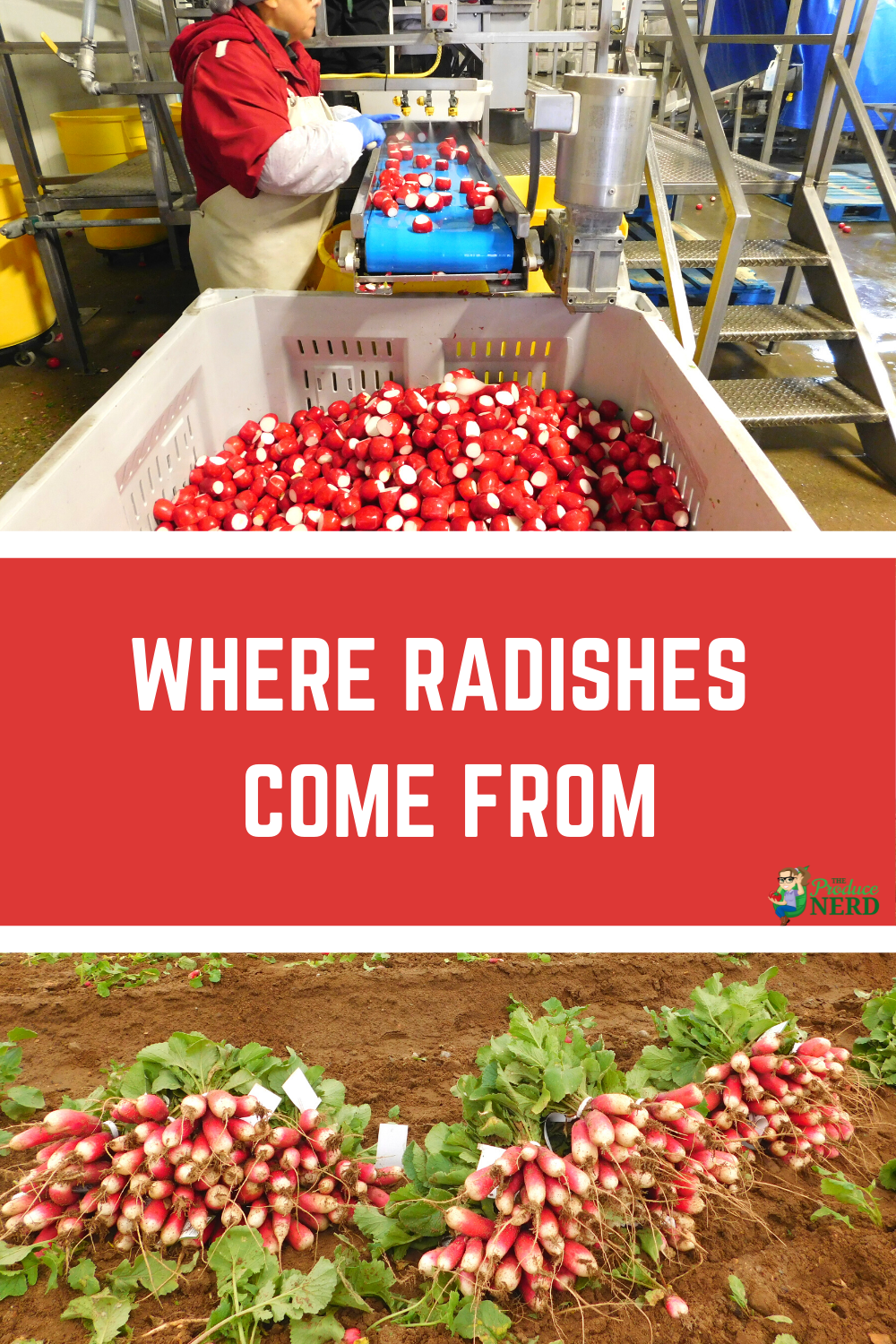 You are currently viewing Radish Harvest & Processing