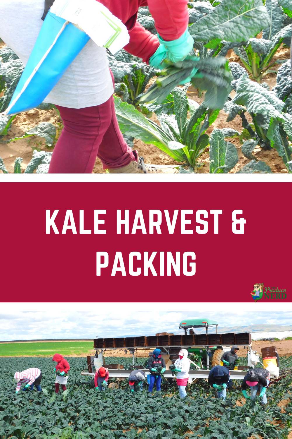 You are currently viewing Kale Harvest & Packing