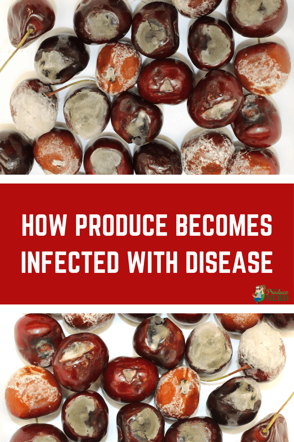 You are currently viewing Vegetable & Fruit Diseases: How Produce Becomes Infected with Disease