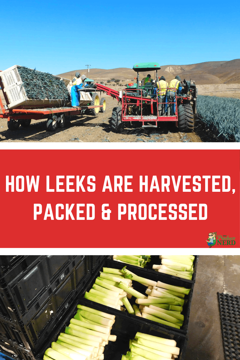 You are currently viewing Leek Harvesting, Packing & Processing