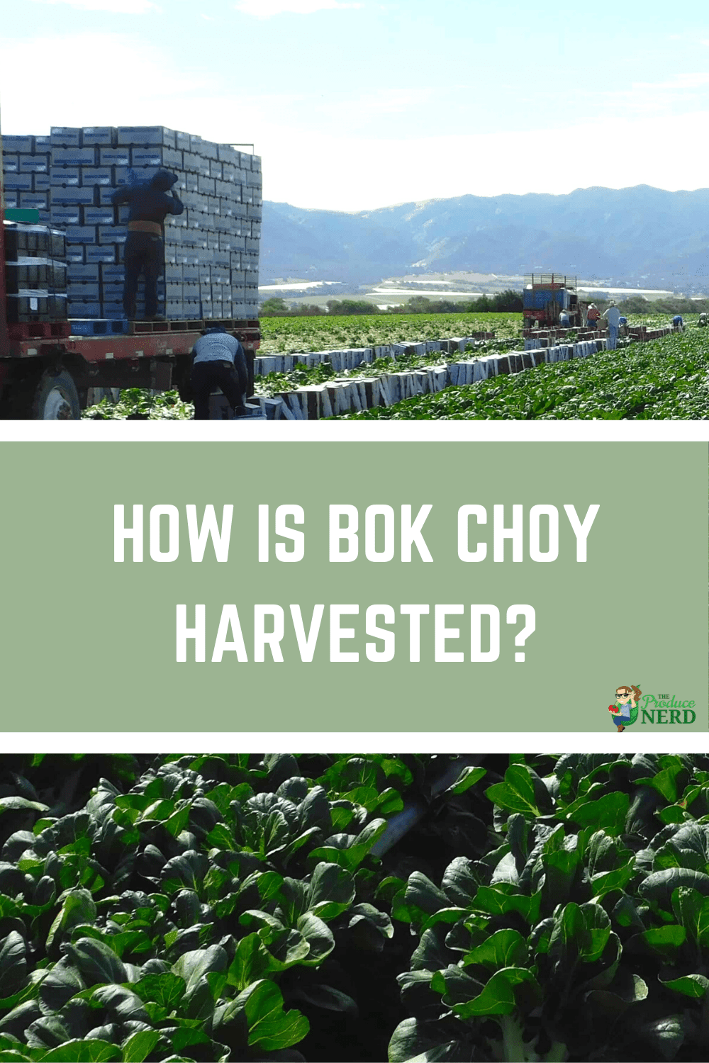You are currently viewing Harvesting Bok Choy: Trimming & In-Field Packing