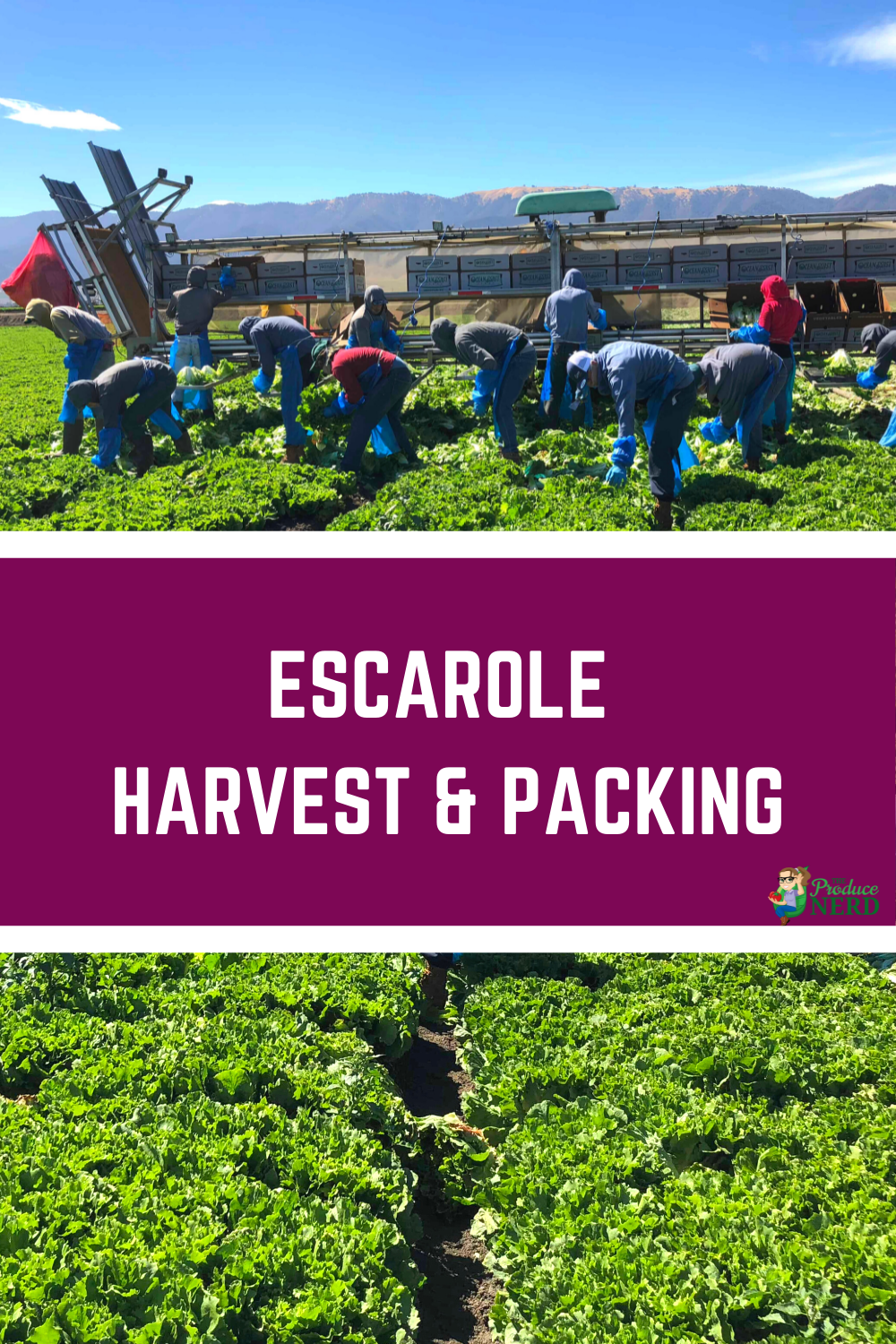 You are currently viewing Harvesting & Packing Escarole