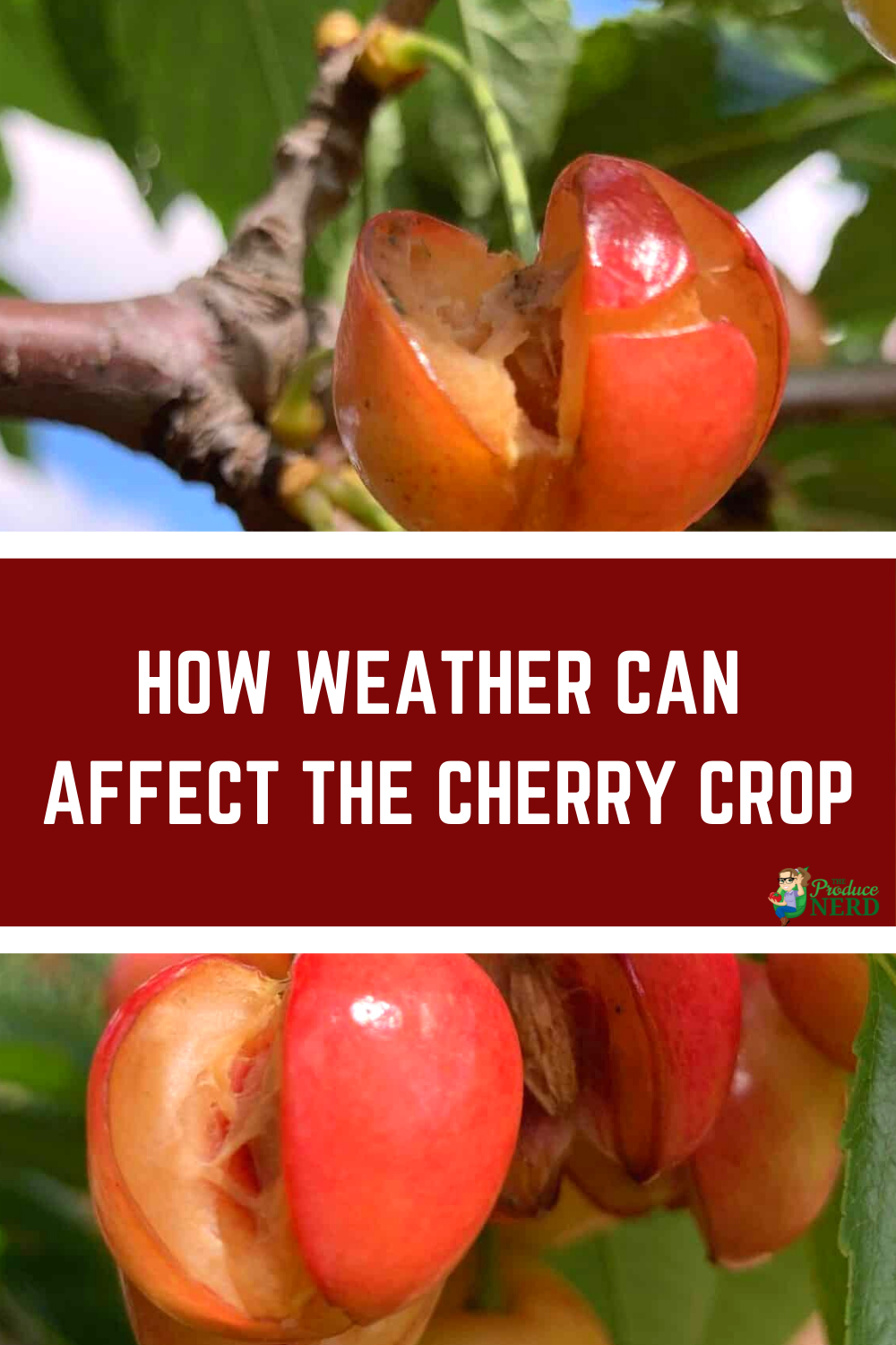 You are currently viewing How Weather Can Damage a Cherry Crop: A Grower’s Perspective