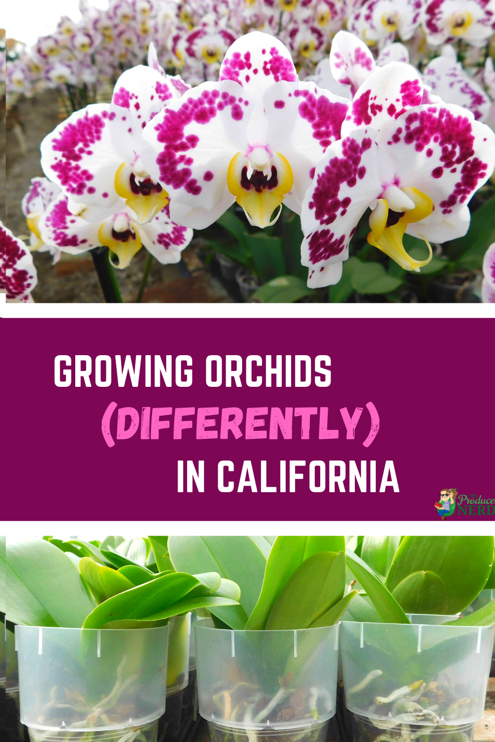 You are currently viewing Growing Orchids in California at Cal Coast Orchids