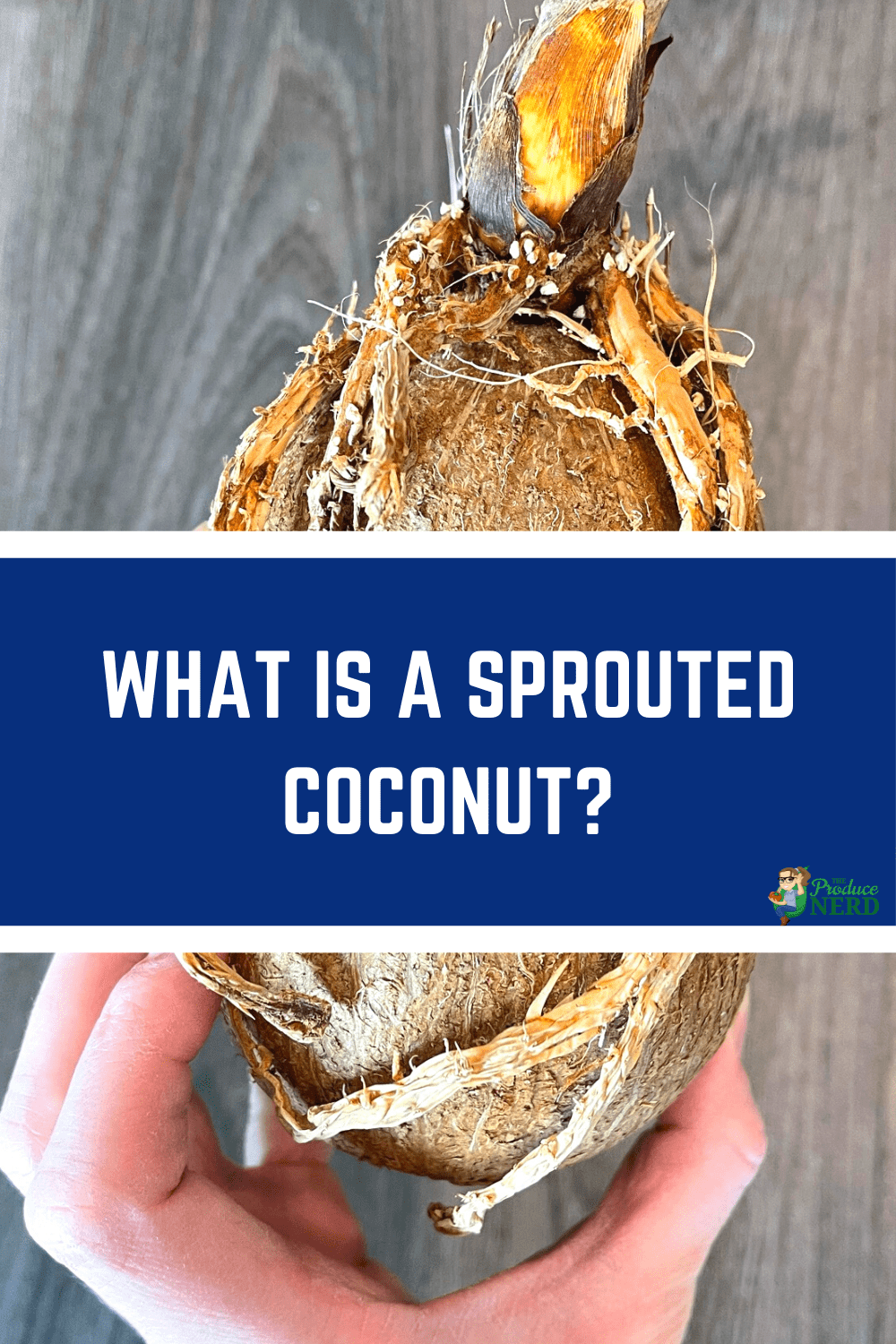You are currently viewing Sprouted Coconut: What is it, How to Open it & What Does it Taste Like?