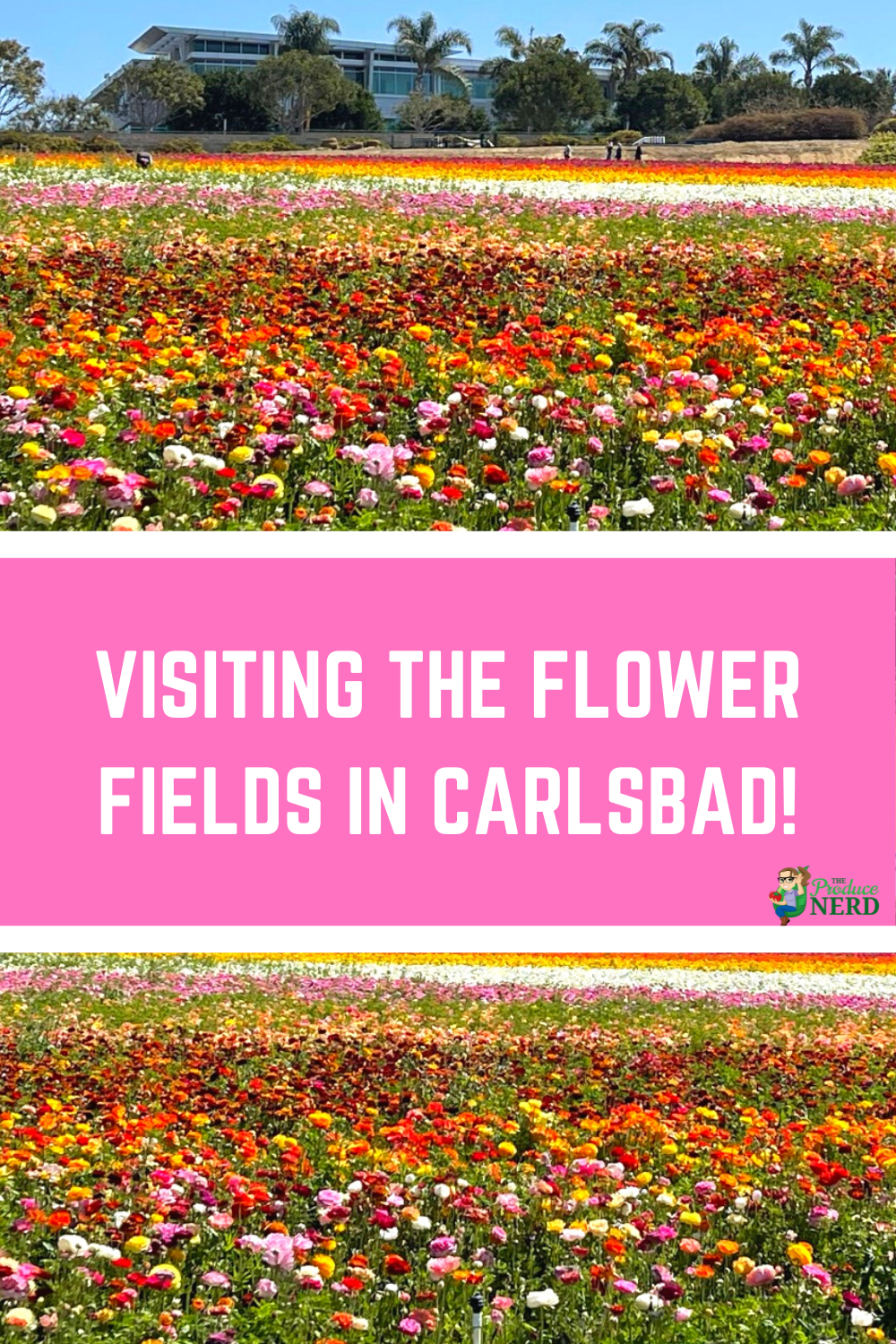 You are currently viewing Visiting the Flower Fields in Carlsbad!