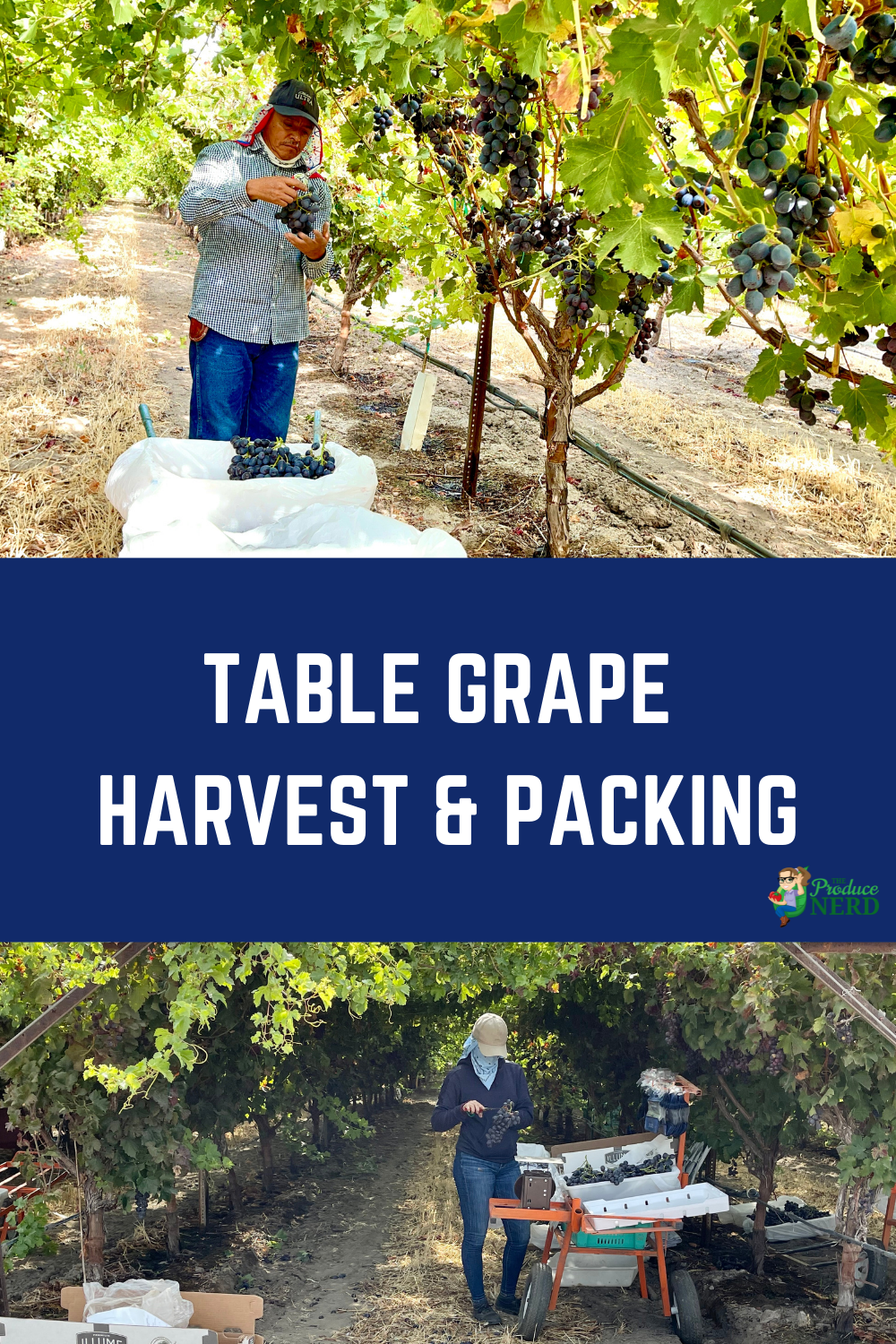 You are currently viewing Table Grape Harvest, Packing & Much More!