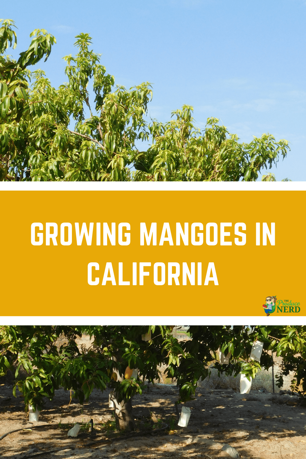 You are currently viewing Mango Farming in Southern California at Wong Farms