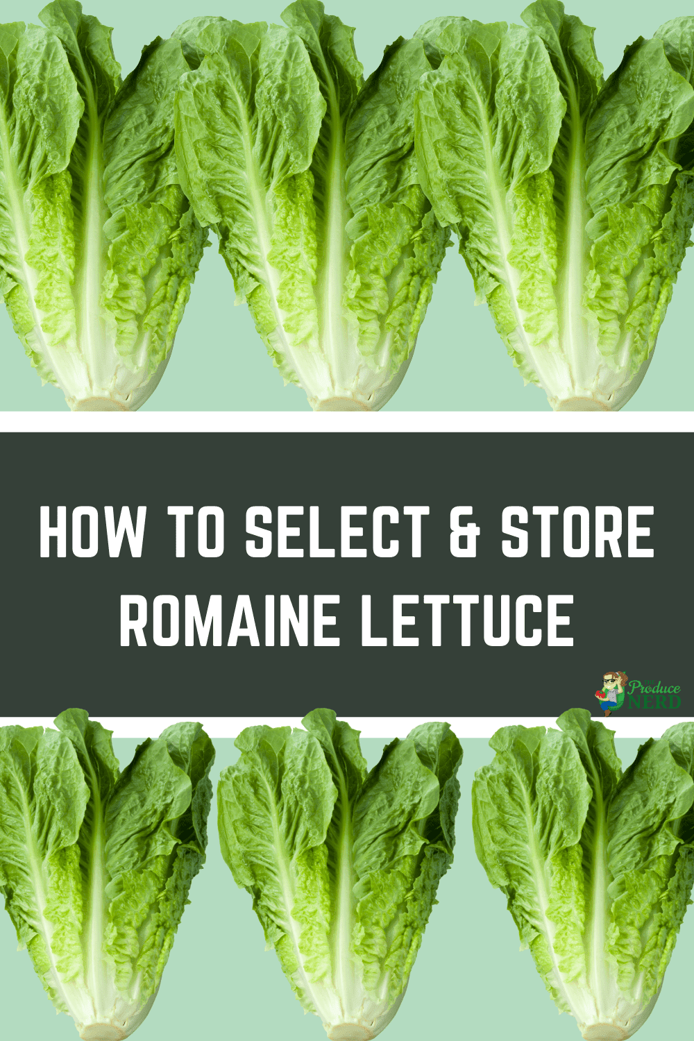 You are currently viewing How to Select & Store Romaine Lettuce