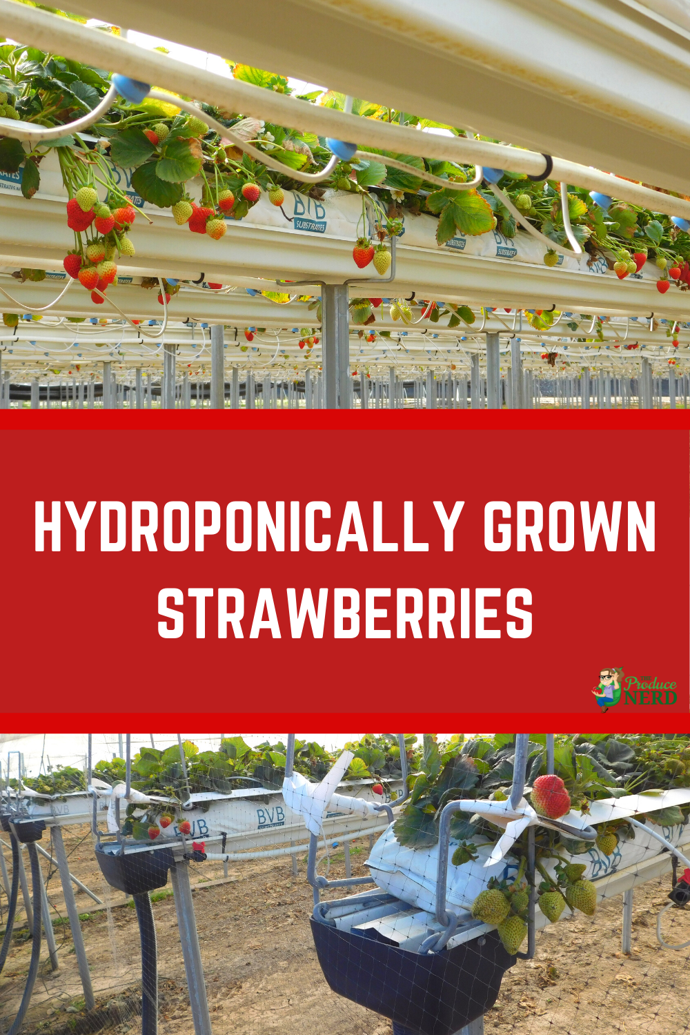 You are currently viewing Hydroponically Grown Strawberries & How They are Grown Commercially