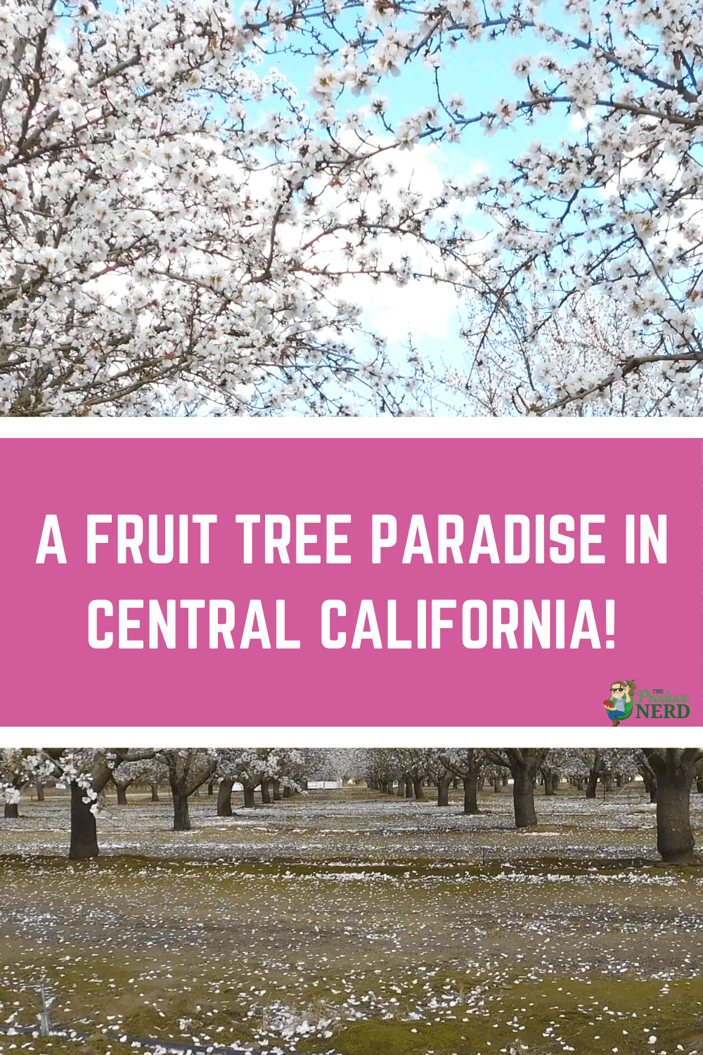 You are currently viewing Fresno County Blossom Trail: A Self-Guided Tour Through the Blossoming Orchards!