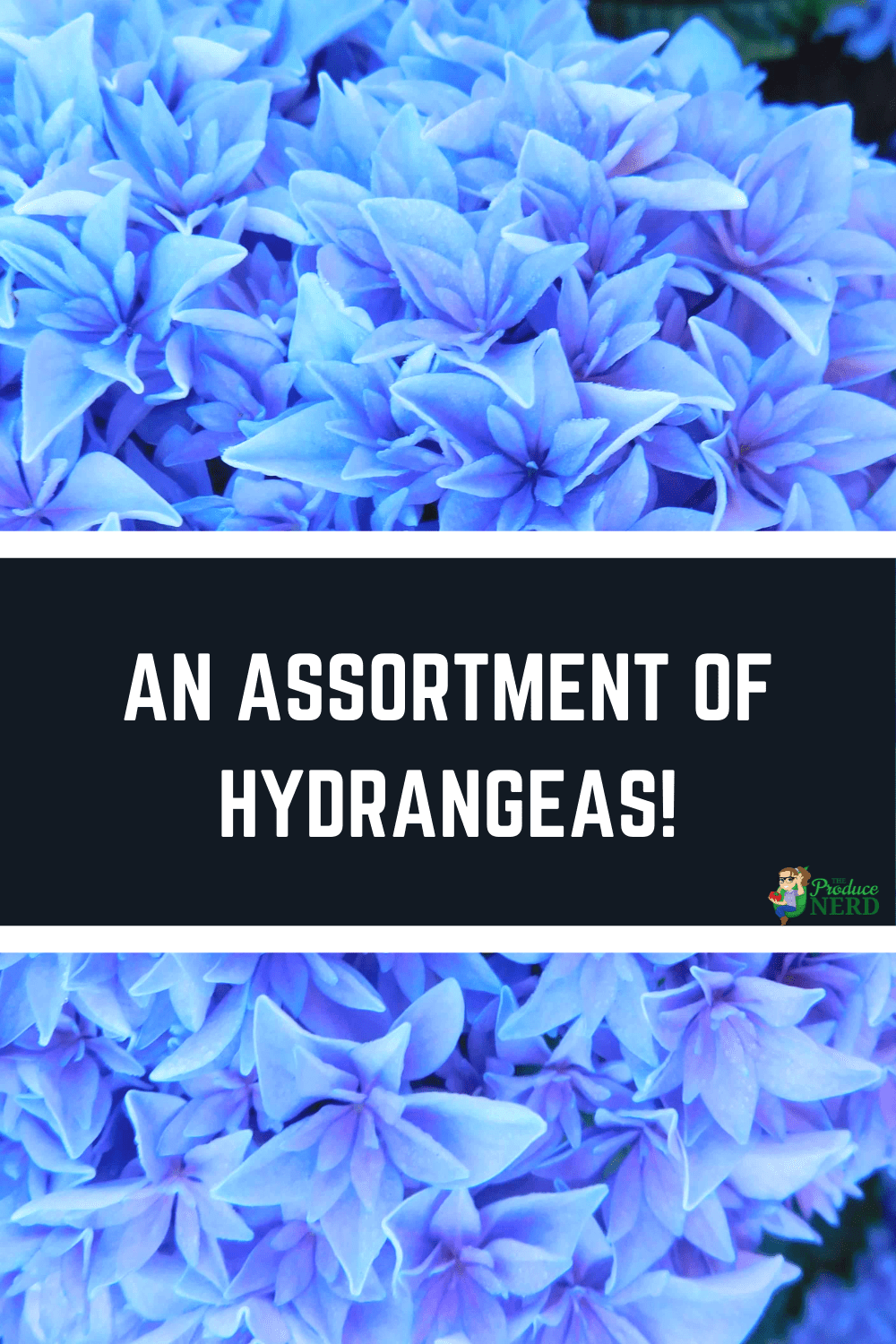 You are currently viewing Hydrangea Varieties & Growing