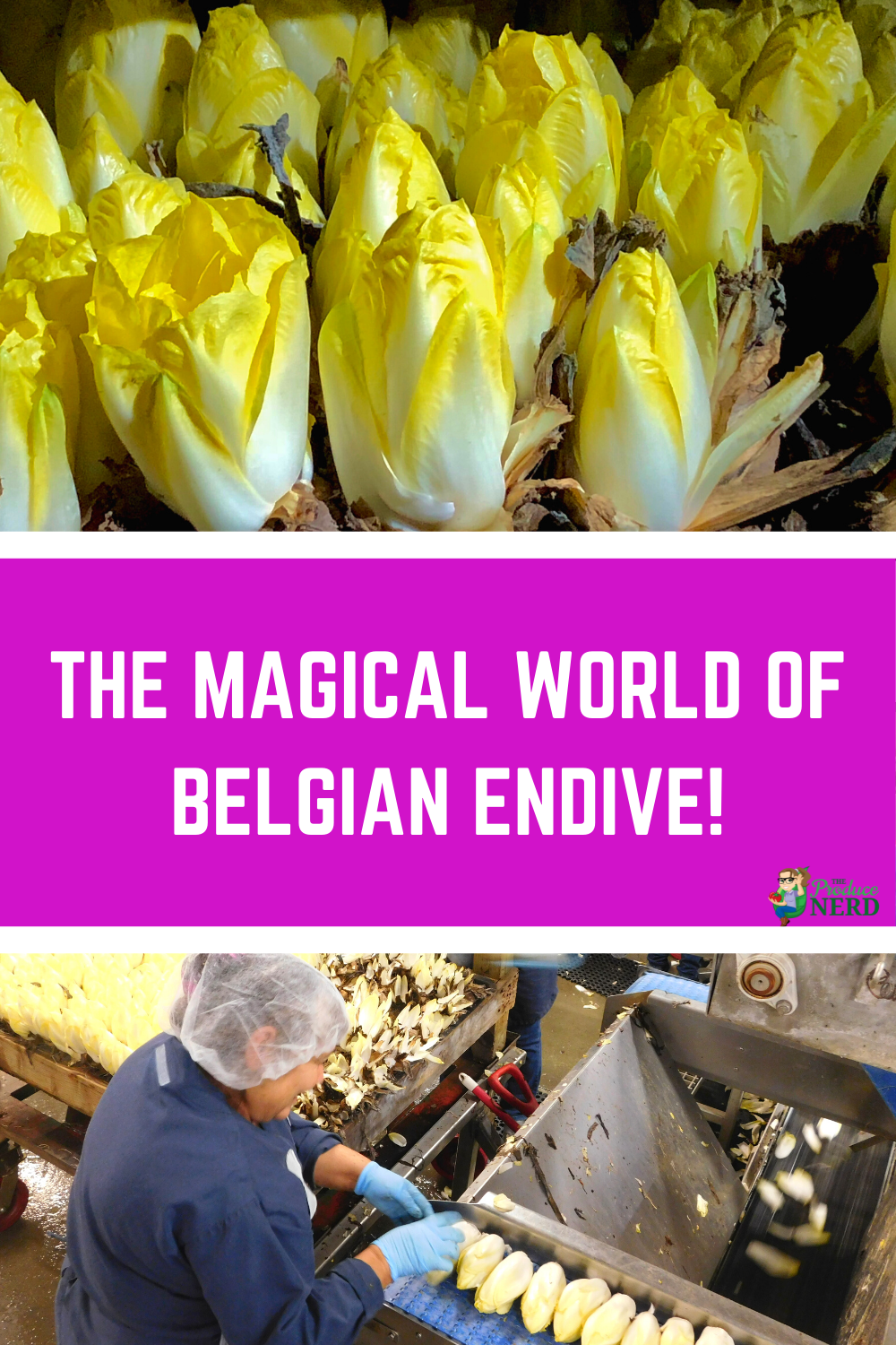 You are currently viewing Belgian Endive Growing, Harvesting & Packing