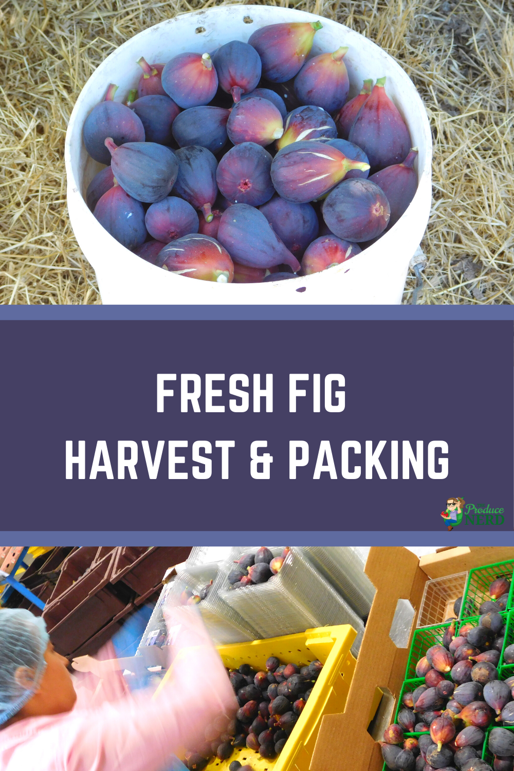 You are currently viewing Fresh Fig Harvest & Packing