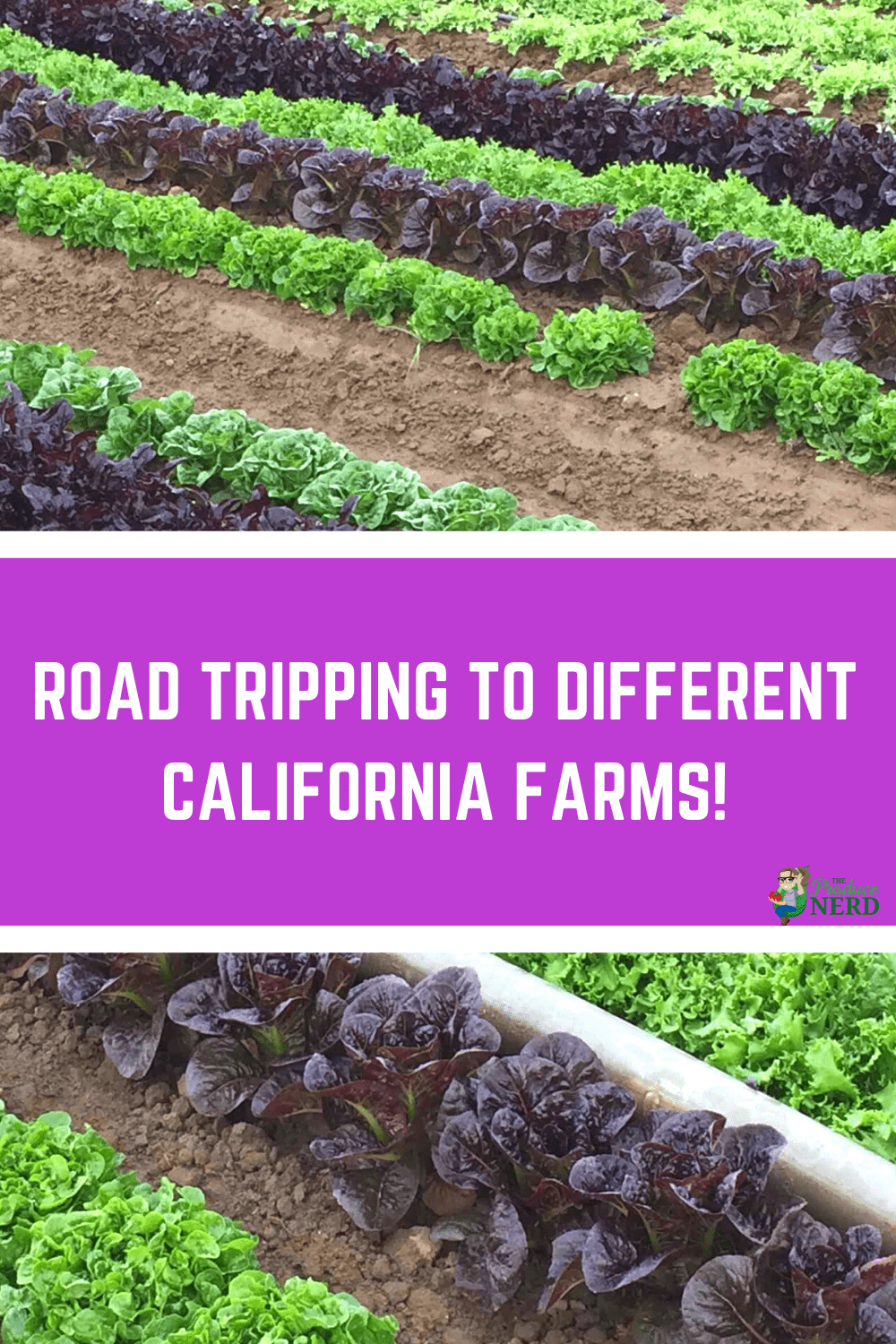 You are currently viewing The Best Spring Break I Ever Had: Road Tripping to Different California Farms