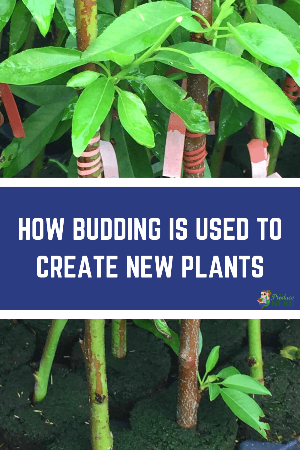 You are currently viewing Budding: How New Plants are Created at the Nursery Level