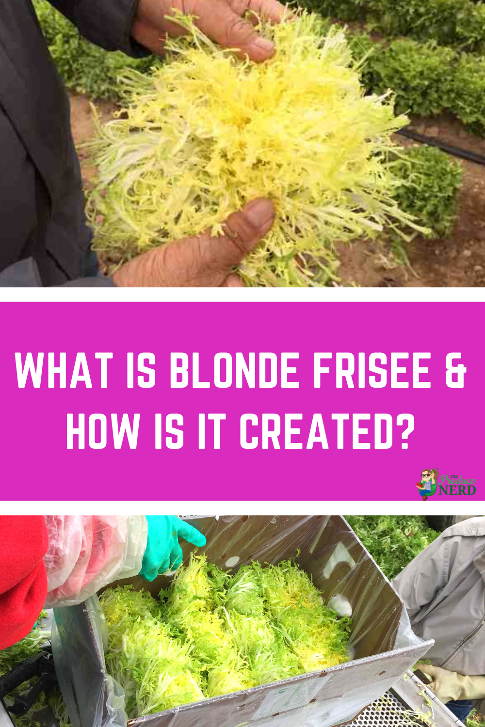 You are currently viewing What is Blonde Frisée & How is it Created?