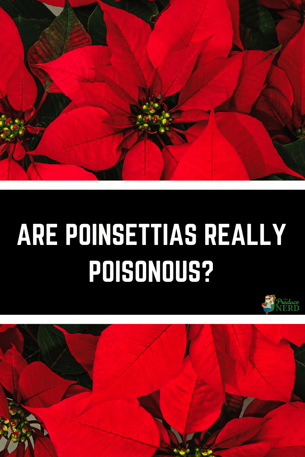 You are currently viewing Are Poinsettias Really Poisonous?